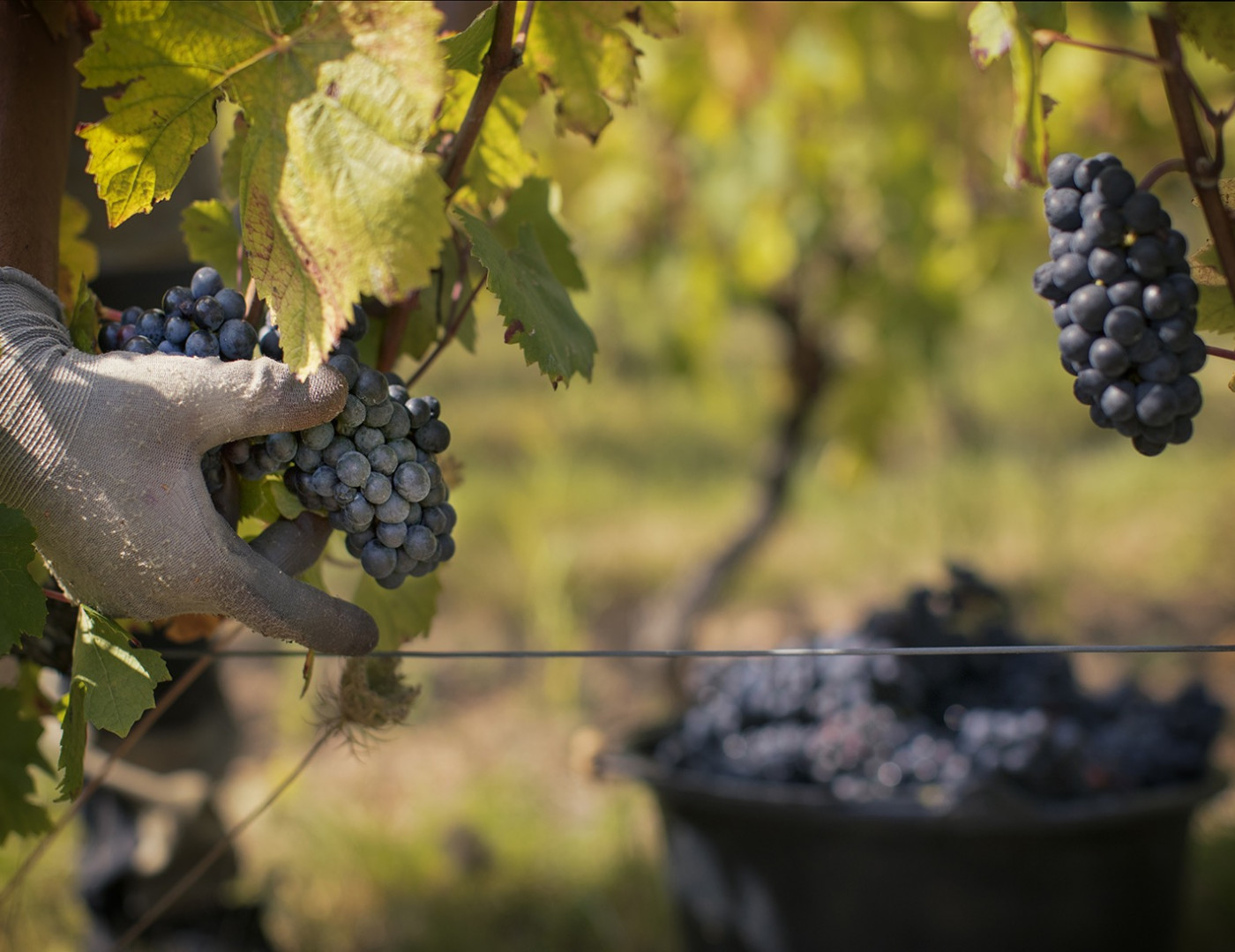 J-3 avant les vendanges