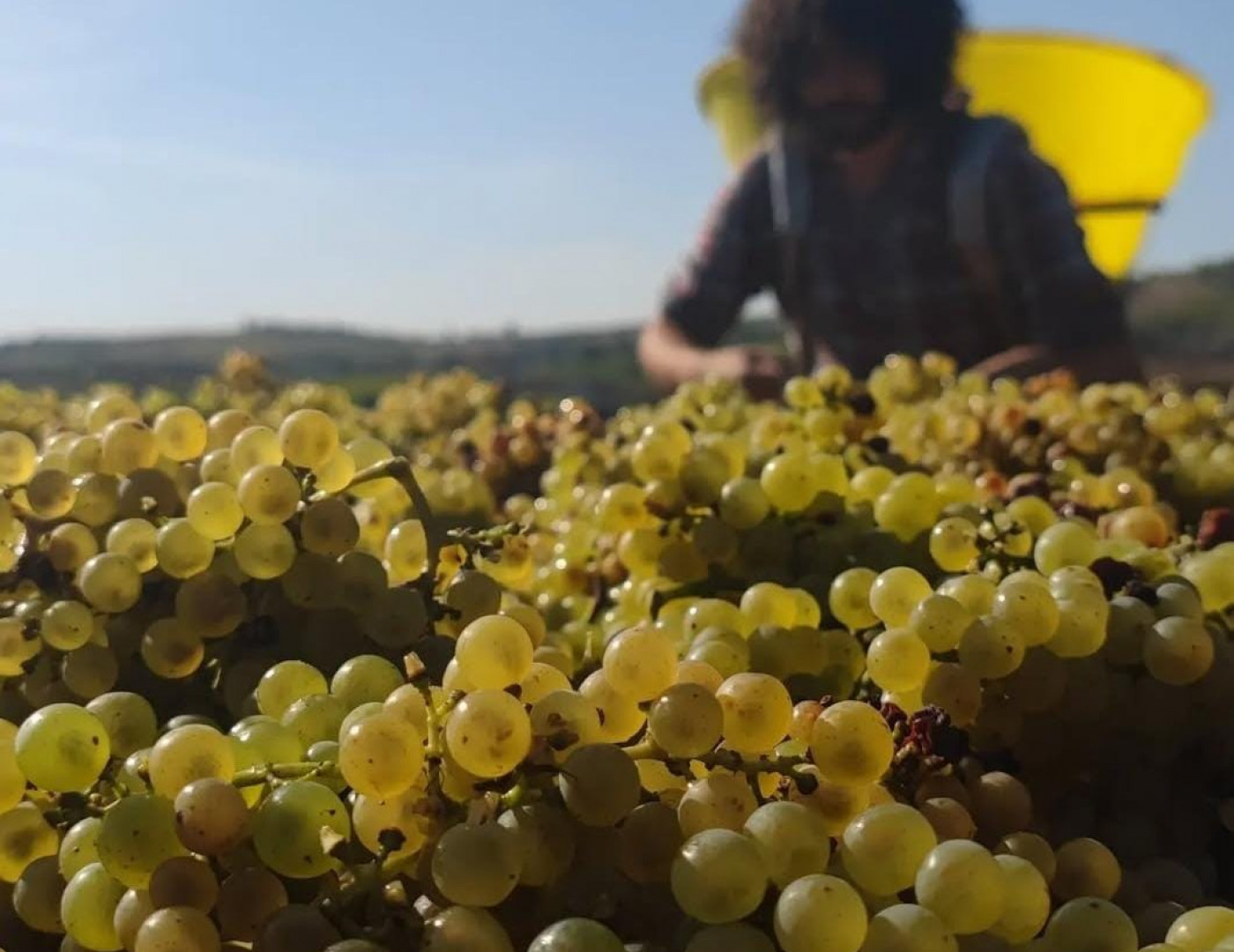 Vendanges 2023, c’est parti !