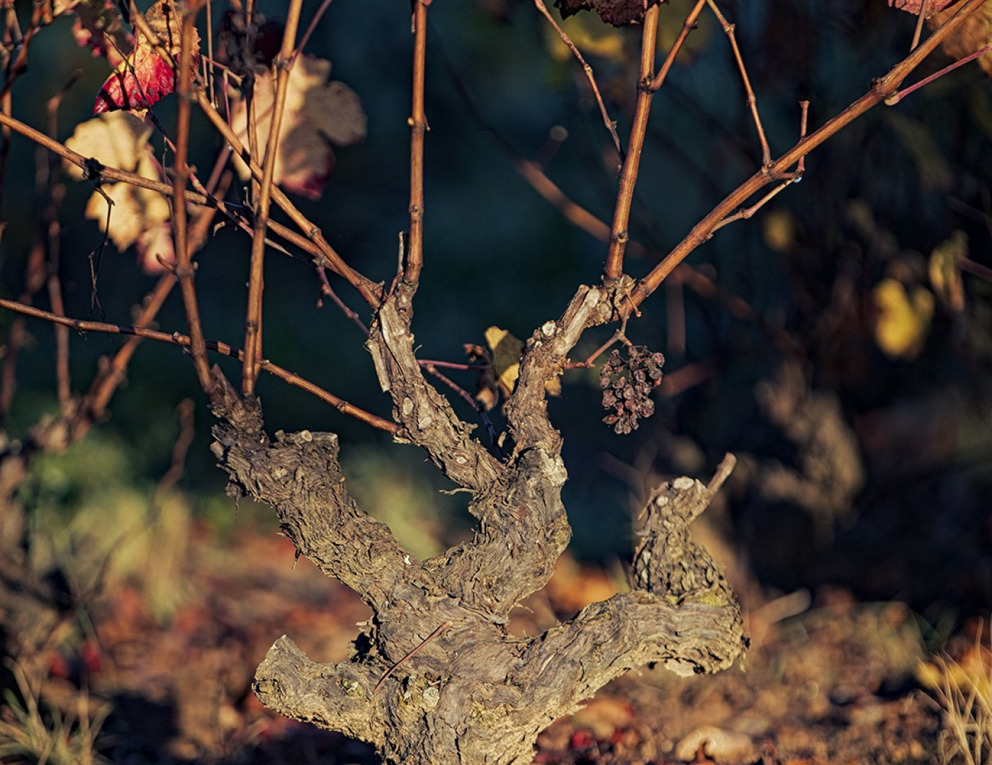 Autumn is here in Beaujolais !