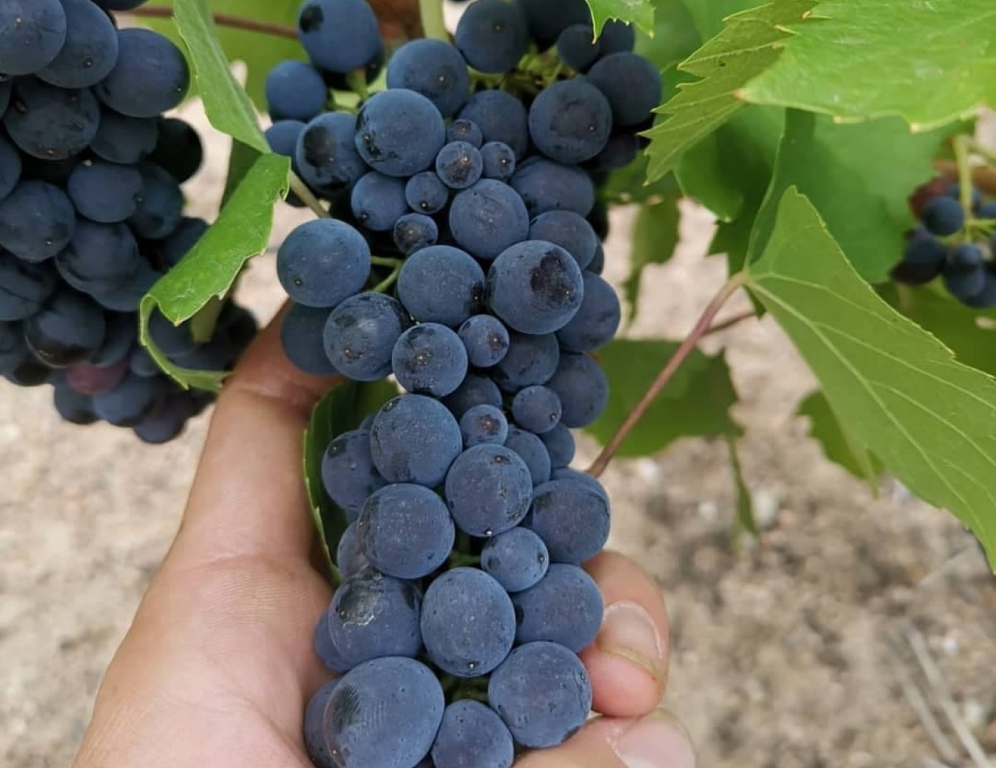 The Colors are Coming
