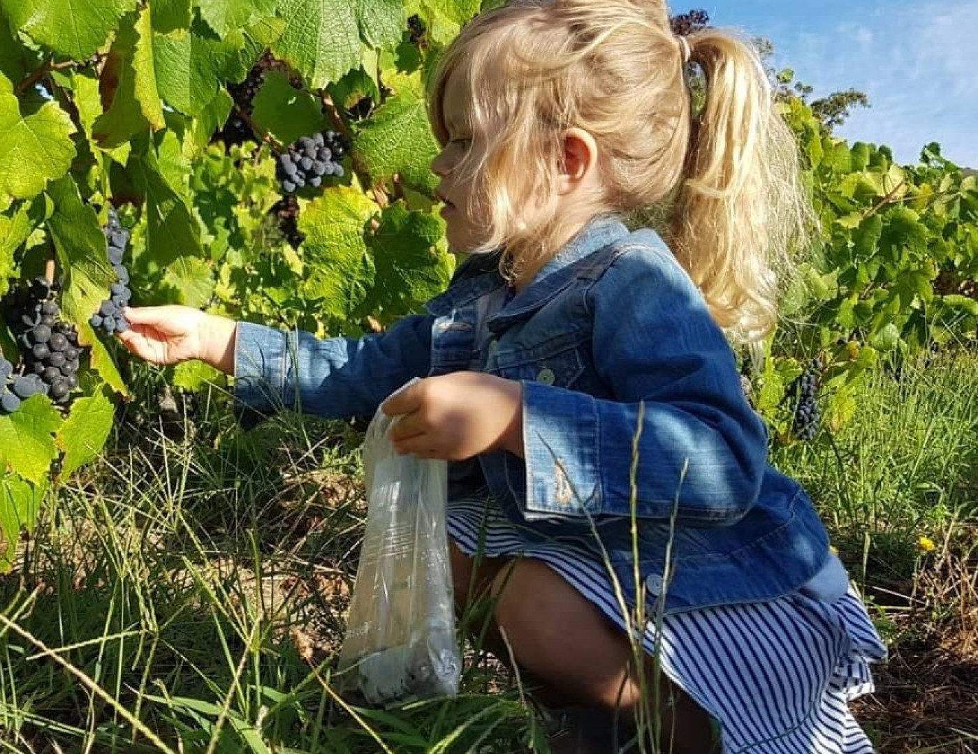 Chiara harvests berries