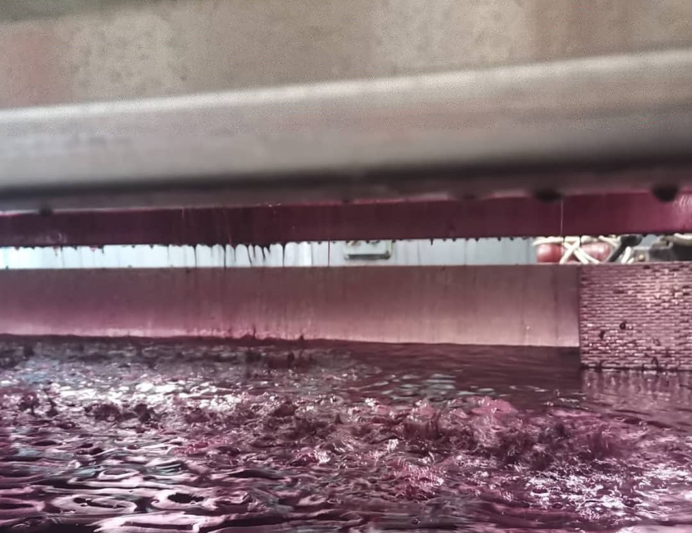 Gamay pressing