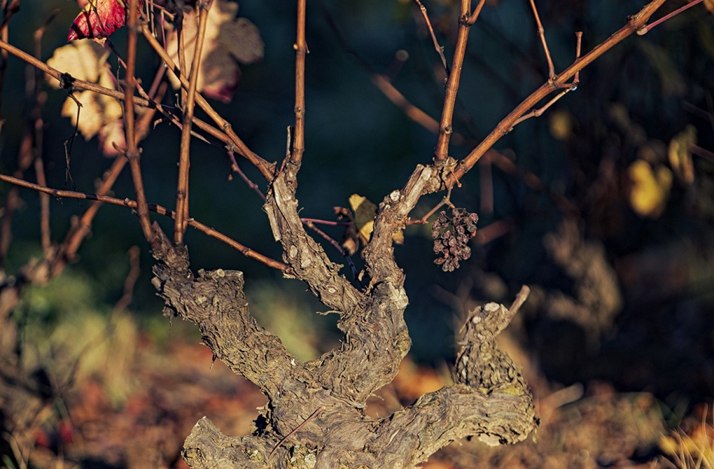 Autumn is here in Beaujolais !