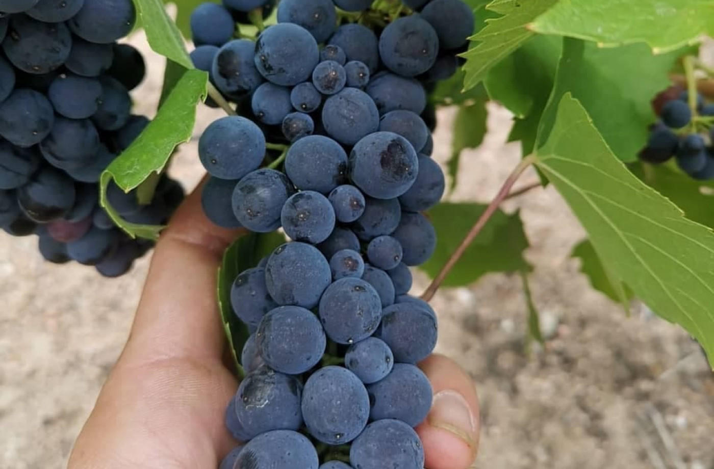 The Colors are Coming