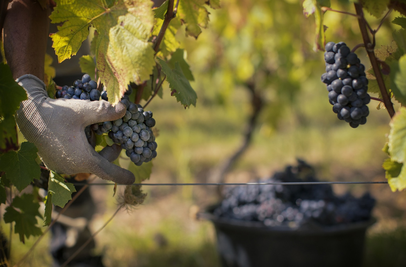 J-3 avant les vendanges