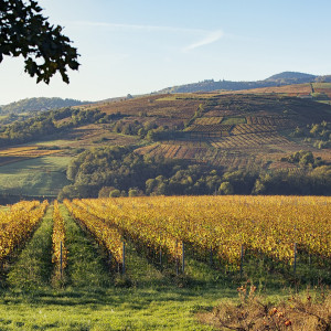 L&#039;automne s&#039;installe dans le Beaujolais
