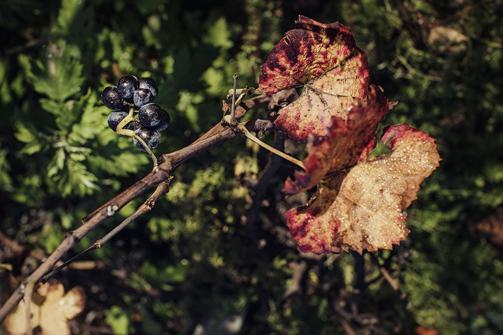 Vintages